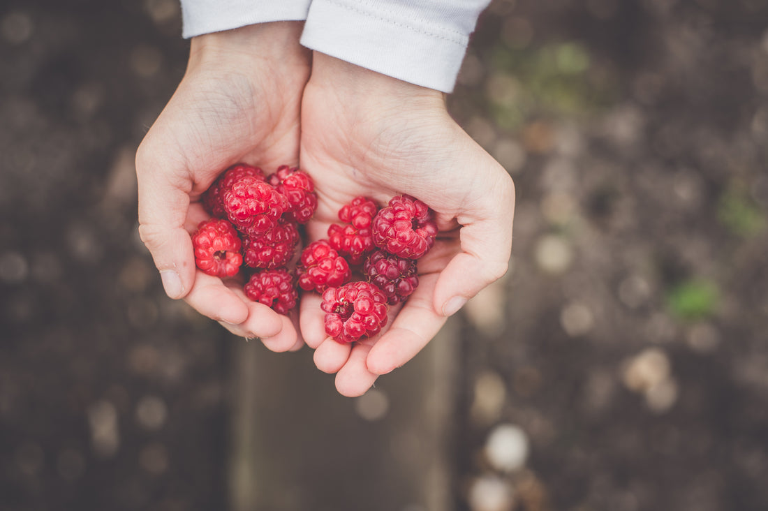 Hero: Identifying Poisonous and Edible Plants